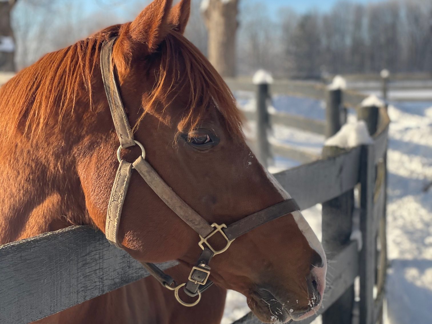 Chestnut mare looking over a board fence at Waldorf Farm in winter