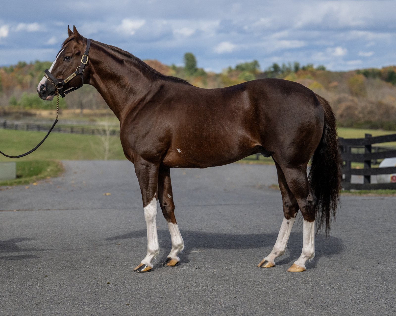Bucchero, 2025 conformation photo at the farm