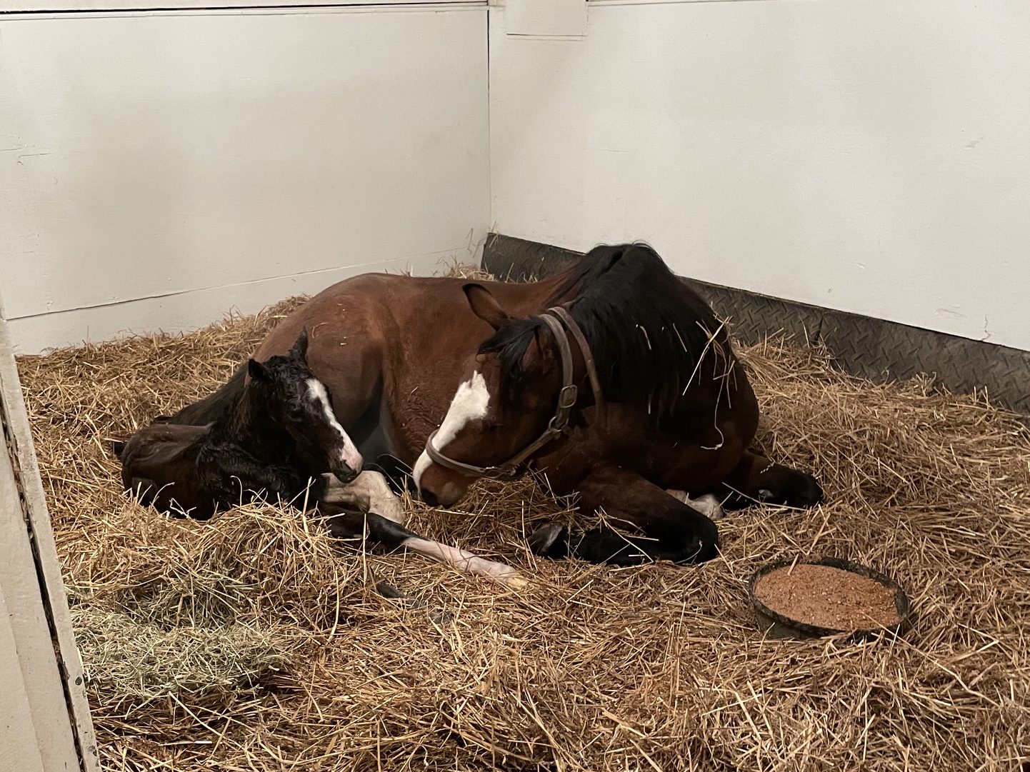 Mare with her newborn foal in a deep-bedded foaling stall at Waldorf
